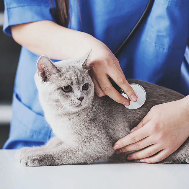 gato siendo examinado por médico